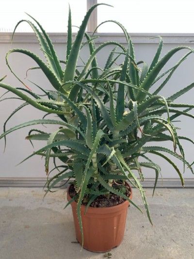 Aloe Vera pianta da mettere in cucina