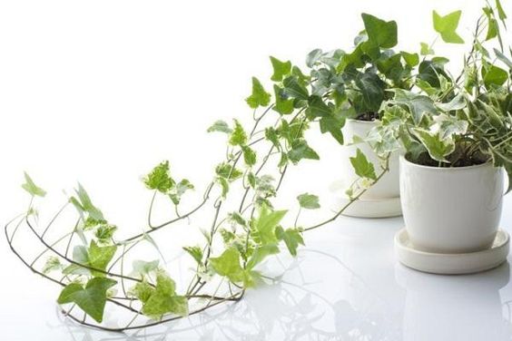 Edera pianta da interno tossica