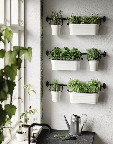 Piante aromatiche per cucina