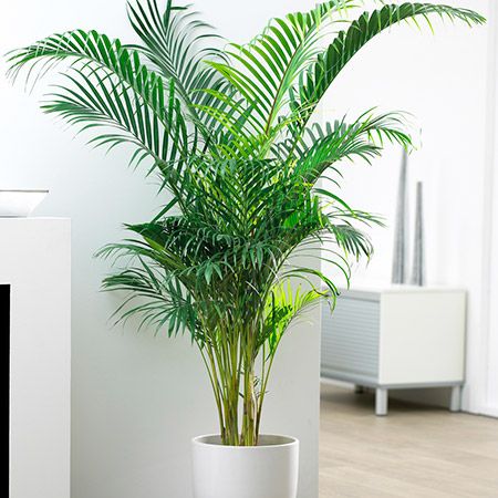 Pianta da interno per cucina