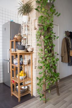 Pothos per cucina