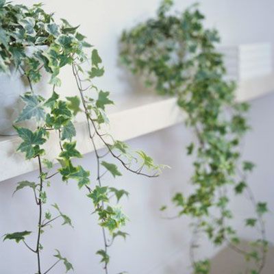 Edera pianta da cucina che purifica l'aria