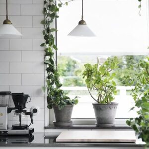 Quali piante da cucina scegliere?