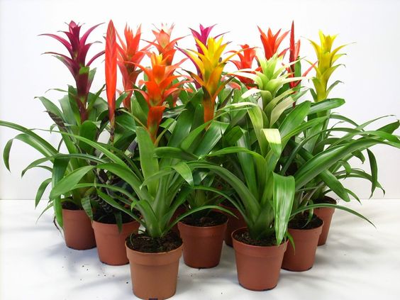 Bromelia pianta adatta per il bagno
