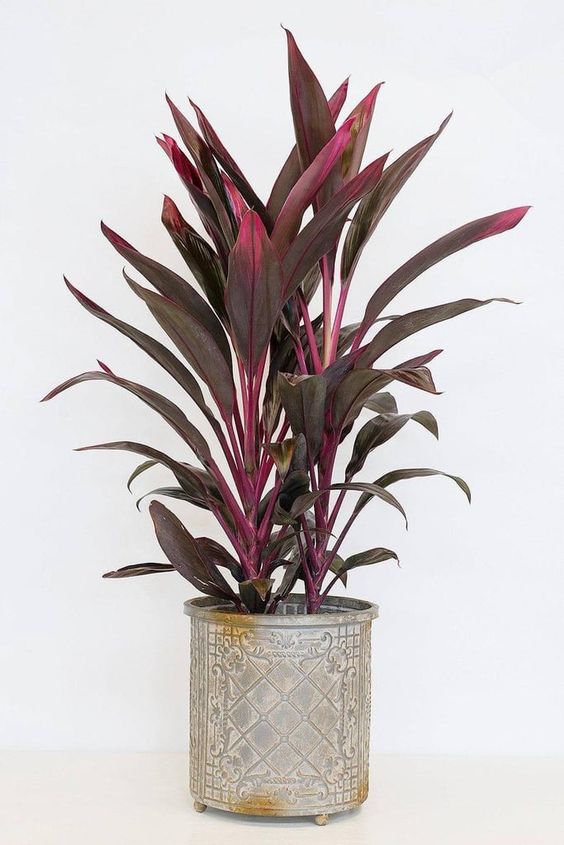 Cordyline piante per bagno