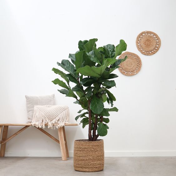 Ficus Lyrata pianta ideale per bagno