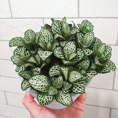 fittonia pianta per bagno poco luminoso