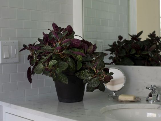 hemigraphis pianta da bagno
