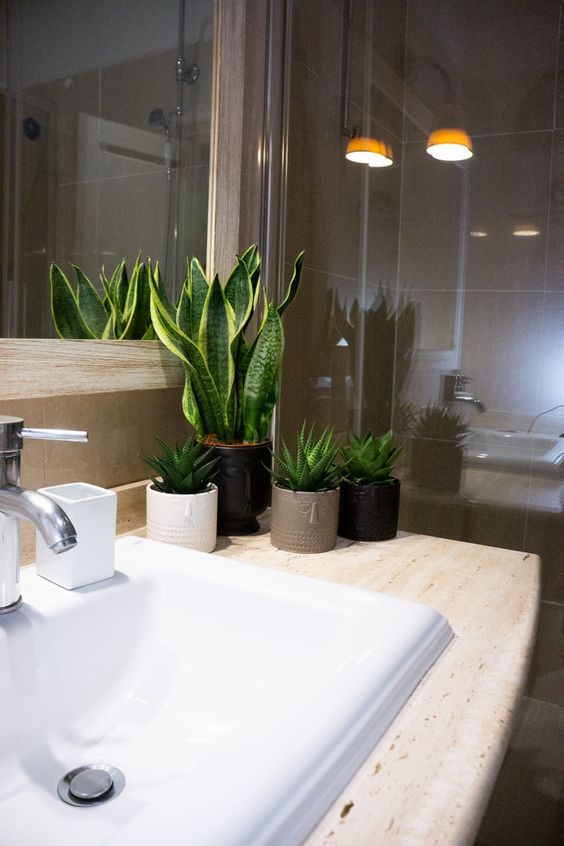 piante per bagno