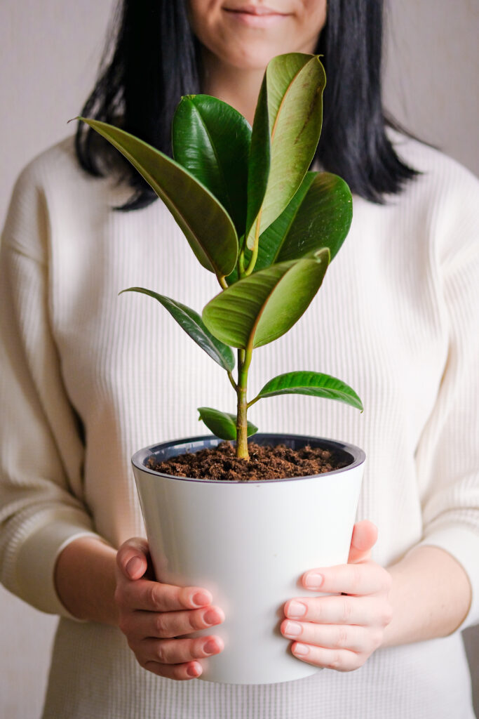 Ficus pianta per poca luce