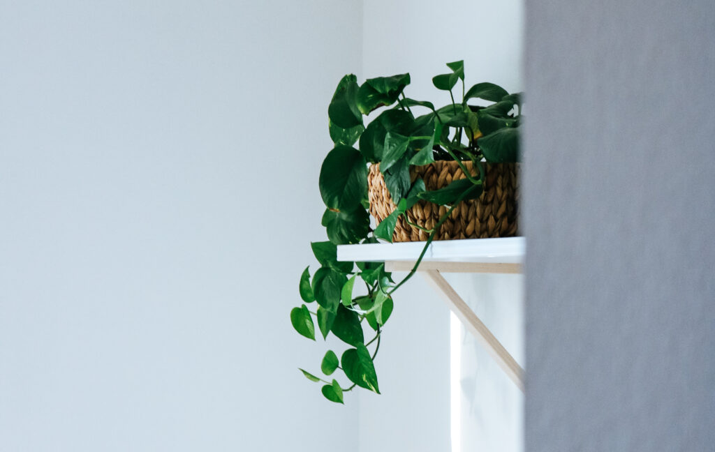Pothos pianta pe rinterno
