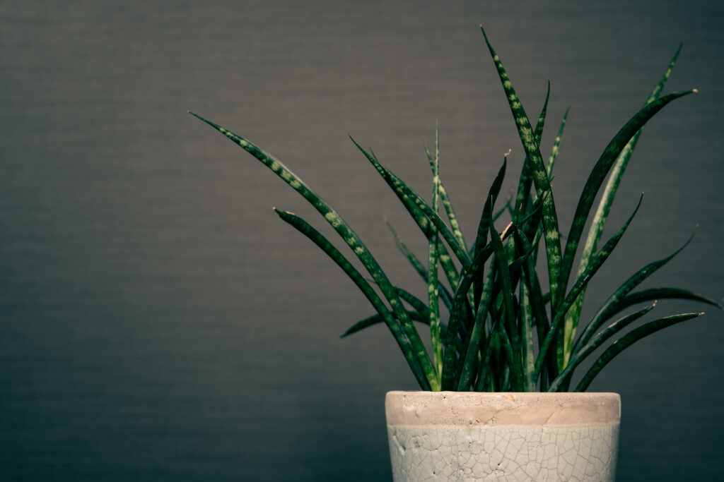 Sanseveria pianta da interno poca luce