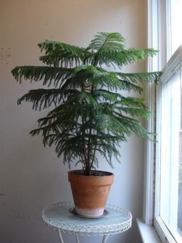Araucaria pianta poca luce