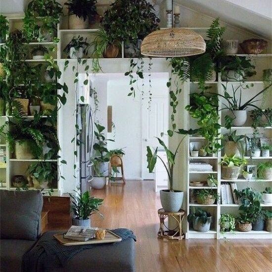 Piante da interno particolari: 10 esemplari