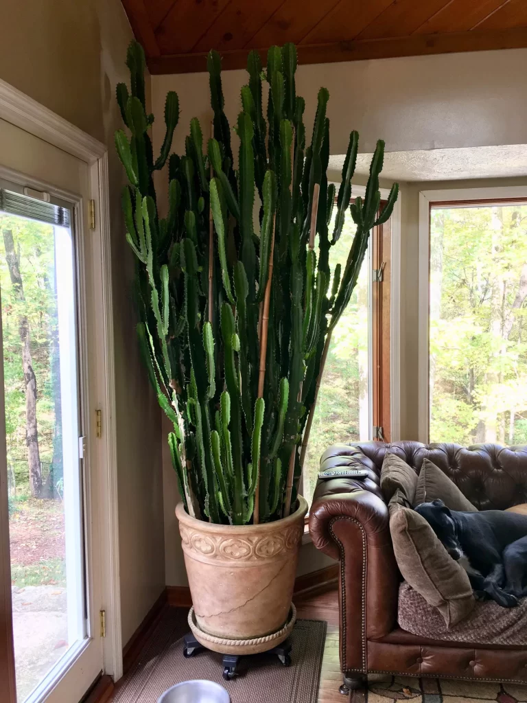 Cactus gigante interno